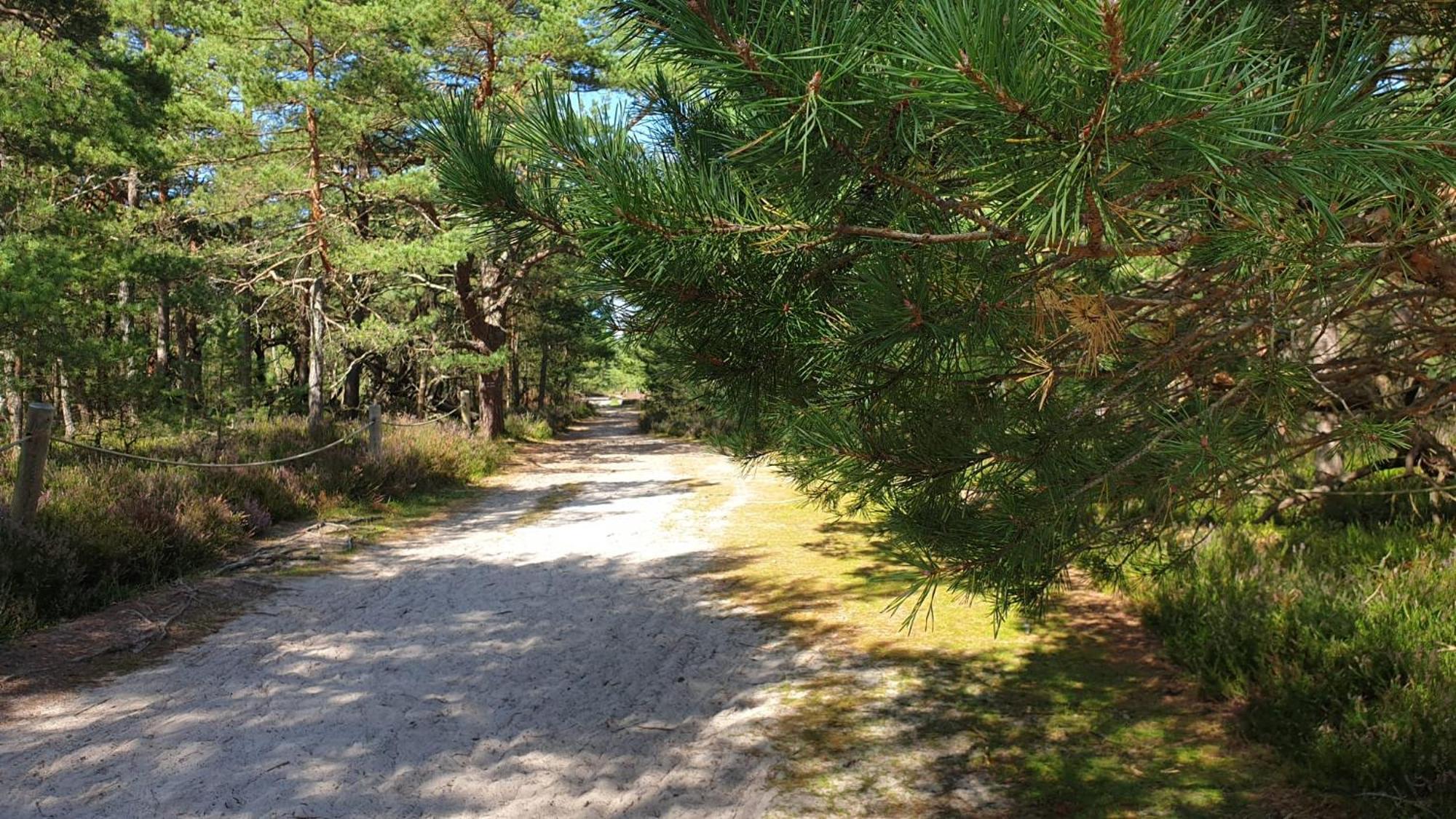 Slowinskie Widoki Domki Flora, Fauna, Noclegi Smoldzinski Las Exterior foto